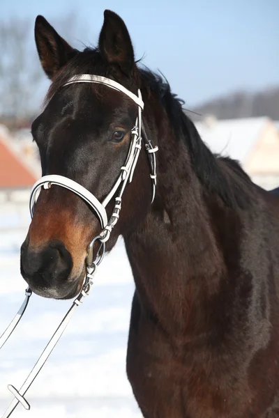 Beautiful brown warmblood with white bridle in winter — Stock Photo, Image