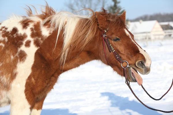 Nice skewbald yawning pony in winter — Stock Photo, Image