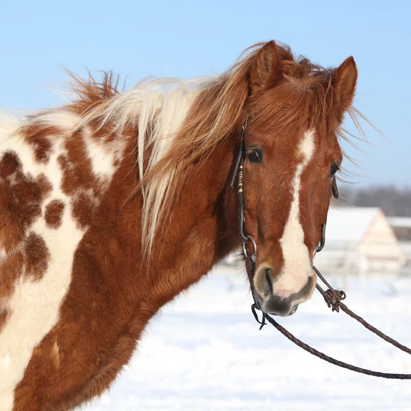 Nice skewbald pony in winter — Stock Photo, Image