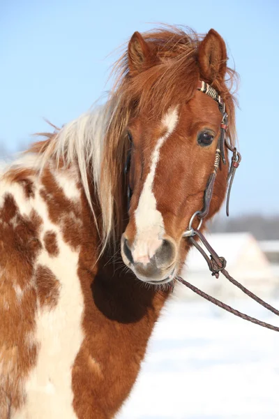 Nice skewbald pony in winter — Stock Photo, Image