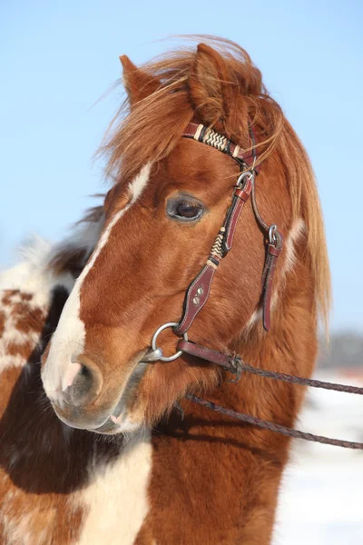 Bonito pony calvo en invierno — Foto de Stock