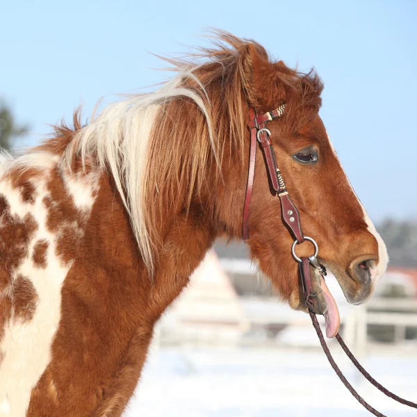 Nice skewbald yawning pony in winter — Stock Photo, Image