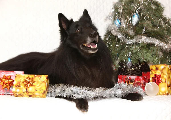 Incroyable chien groenendeal avec des décorations de Noël Image En Vente