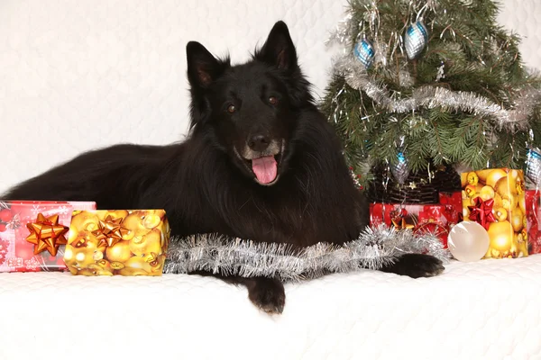 Increíble groenenendeal perro con decoraciones de Navidad — Foto de Stock