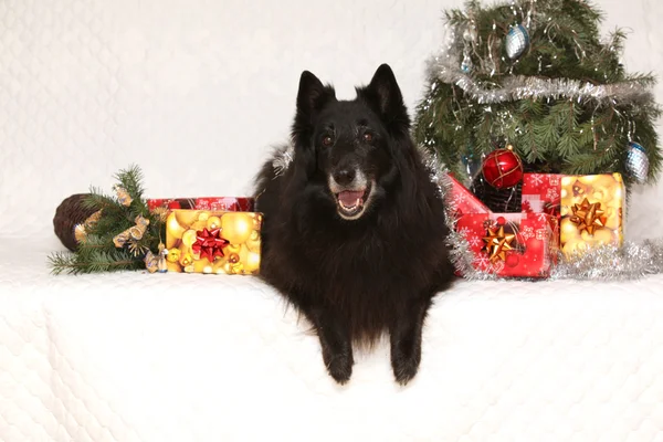 Schöne Groenendeal Hündin mit Weihnachtsdekoration — Stockfoto