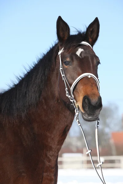 Beautiful brown warmblood with white bridle in winter — Stock Photo, Image