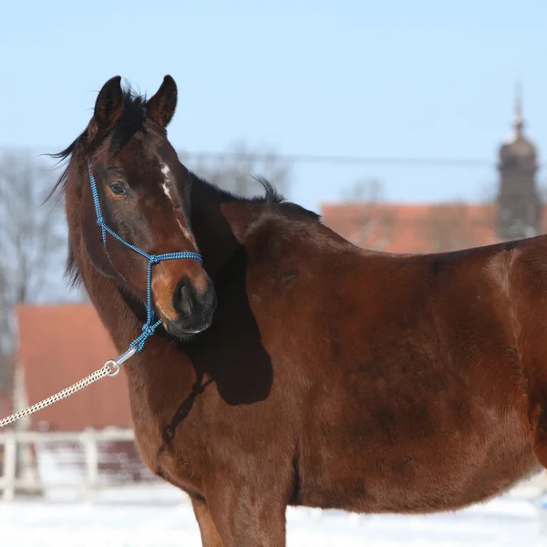 Splendido cavallo marrone con corda blu halte in inverno — Foto Stock