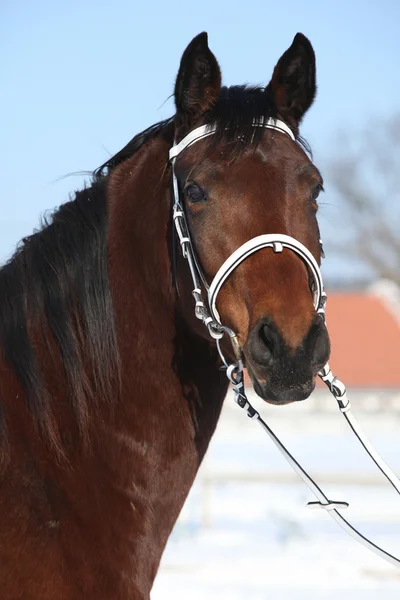 Beautiful brown warmblood with white bridle in winter — Stock Photo, Image