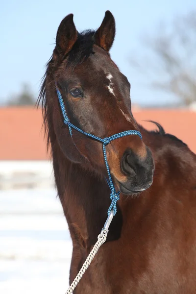 Gorgeous brown horse with blue rope halte in winter — Stock Photo, Image