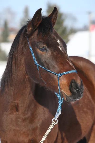 Hermoso caballo marrón con halte de cuerda azul en invierno —  Fotos de Stock