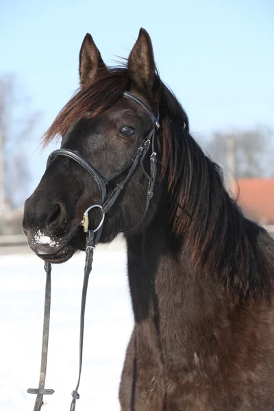 Nádherný hnědý kůň s černou uzdu v zimě — Stock fotografie