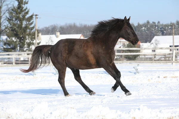 Hermoso caballo marrón en invierno —  Fotos de Stock
