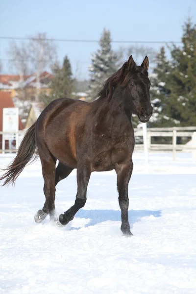 Nádherné hnědé koně v zimě — Stock fotografie