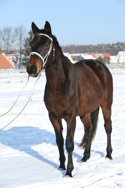 Nádherný hnědý kůň s bílou uzdu v zimě — Stock fotografie