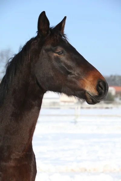 Nádherné hnědé koně v zimě — Stock fotografie