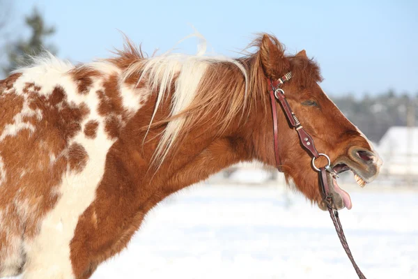Bel pony sbadigliante pelato in inverno — Foto Stock