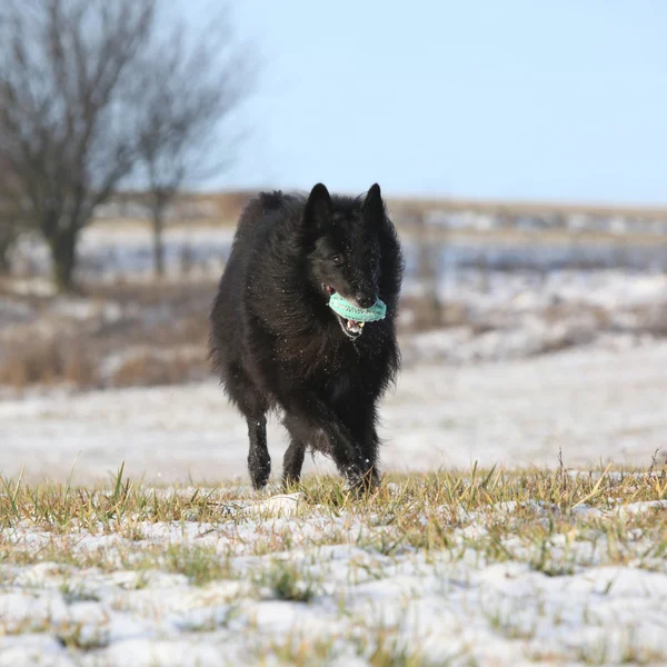 Zes jaar oude groenendael uitgevoerd met haar speelgoed in de winter — Stockfoto