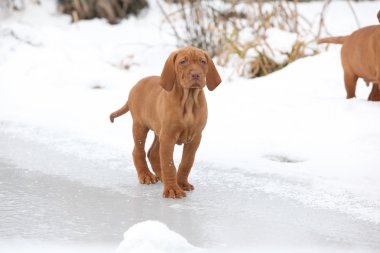 Kışın buzda kısa saçlı Macar işaret eden köpek