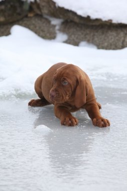 Kışın buzda kısa saçlı Macar işaret eden köpek