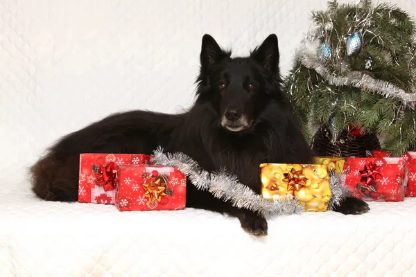 Fantastiska groenendeal hund med juldekorationer — Stockfoto