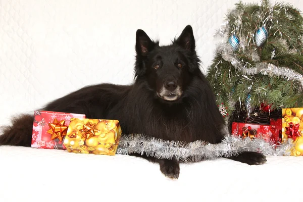 Fantastiska groenendeal hund med juldekorationer — Stockfoto