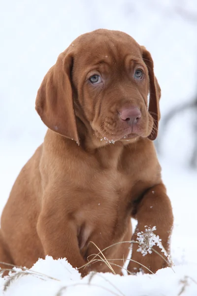 Венгерская короткошерстная остроконечная собака зимой — стоковое фото