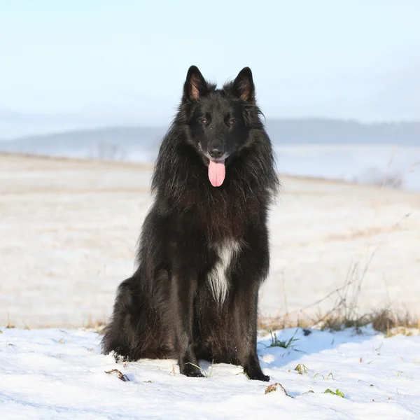 Beautiful Chien de Berger Belge in winter — Stock Photo, Image