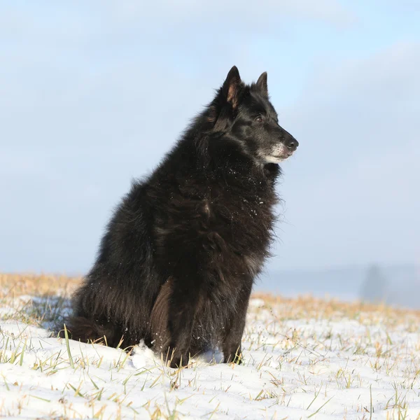 Vackra chien de berger belge på vintern — Stockfoto