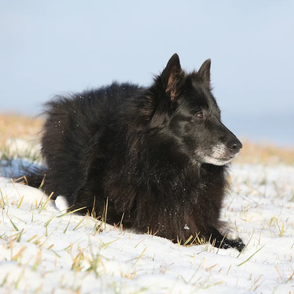 Bonita cadela de dez anos deitada na neve — Fotografia de Stock