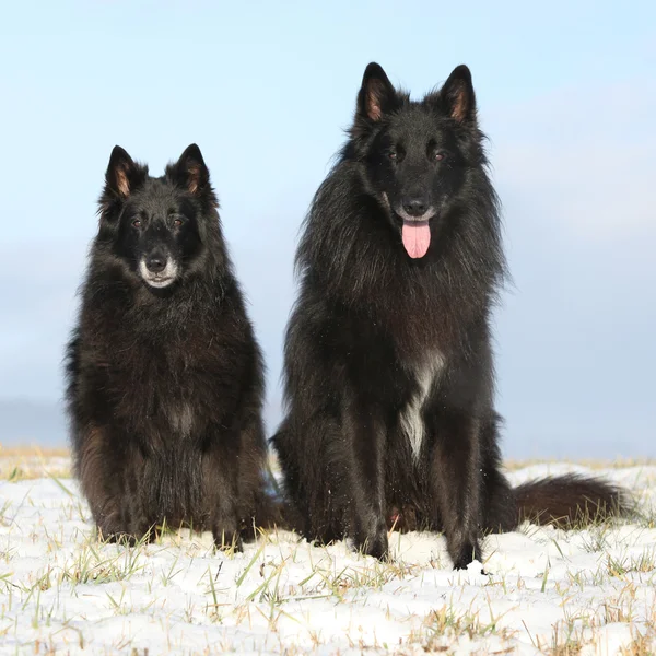 Zwei erstaunliche Groenendaele sitzen im Winter — Stockfoto