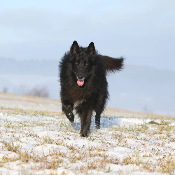 Sex år gammal groenendael kör på vintern — Stockfoto