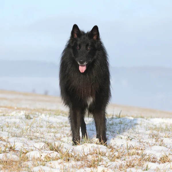 ゴージャスな groenendael 霧の谷の前に立って — ストック写真