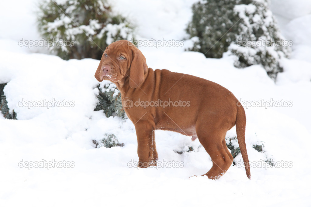 Hungarian Short-haired Pointing Dog in winter