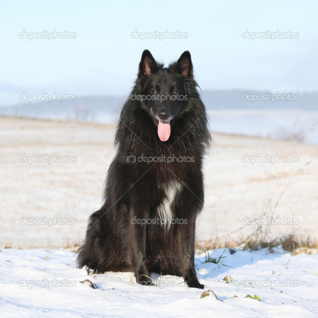 Beautiful Chien De Berger Belge In Winter Stock Photo