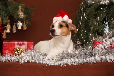 muhteşem jack Russell terrier ile santa şapka bir Noel