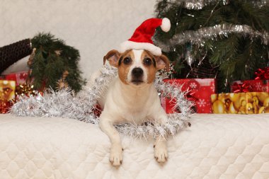 çok güzel yalan jack russell terrier ile bir christma santa şapka