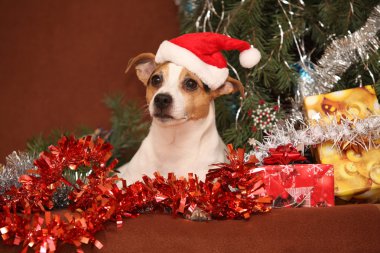 muhteşem jack Russell terrier ile santa şapka bir Noel