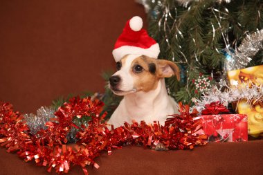 muhteşem jack Russell terrier ile santa şapka bir Noel