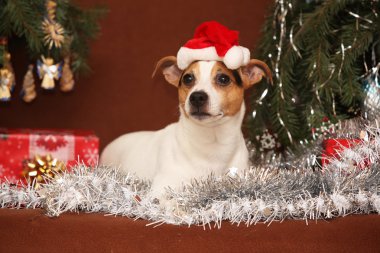 muhteşem jack Russell terrier ile santa şapka bir Noel