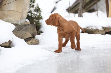 donmuş göl üzerinde kısa saçlı Macar işaret eden köpek yavrusu
