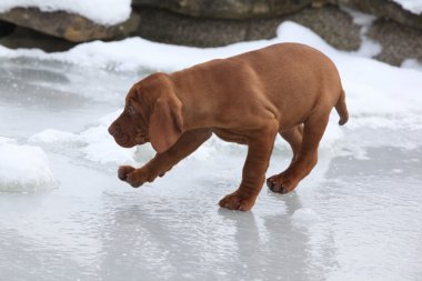 donmuş göl üzerinde kısa saçlı Macar işaret eden köpek yavrusu