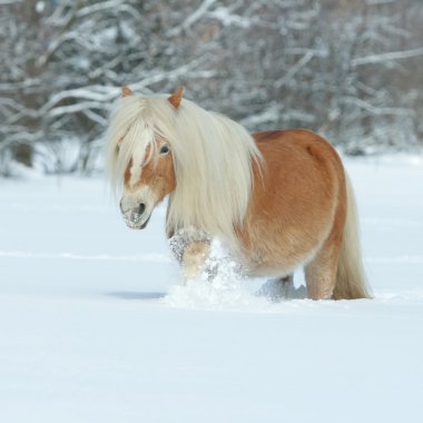 şaşırtıcı haflinger karda koşma