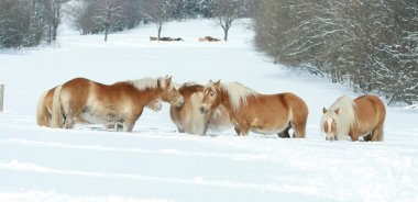 haflingers kış aylarında birlikte toplu