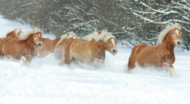 haflingers kış aylarında birlikte toplu