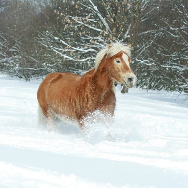 güzel haflinger ile uzun yele karda koşma