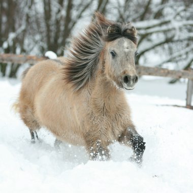 Adorable and cute bay pony running in winter clipart