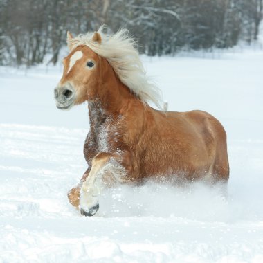 güzel haflinger ile uzun yele karda koşma
