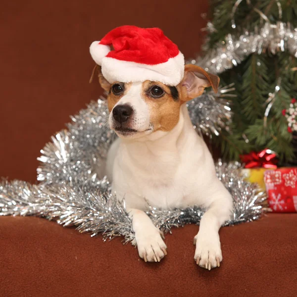 Söt liggande jack russell terrier med santa hatt i en jul — Stockfoto