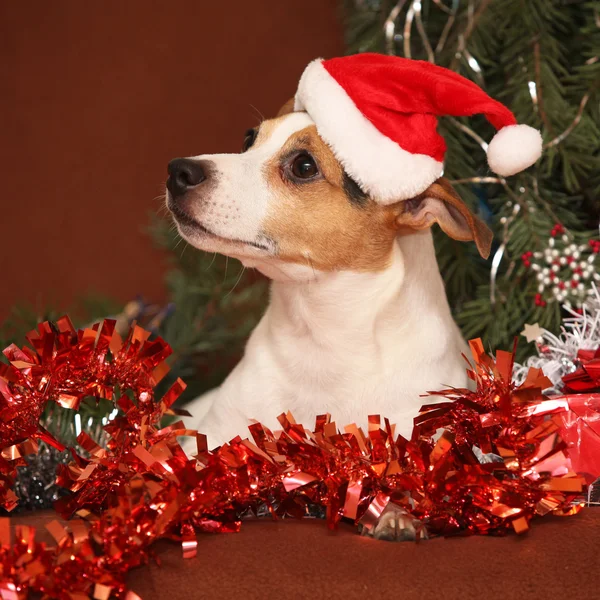 Gorgeous Jack Russell terrier con sombrero de santa en una Navidad —  Fotos de Stock