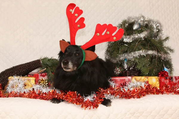 Svart chien de berger belge med renar horn i en jul — Stockfoto